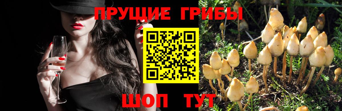 Железноводск  Псилоцибиновые грибы Psilocybe  Вход с VPN 